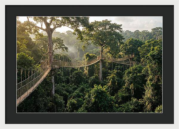 Kakum National Park Canopy Walkway