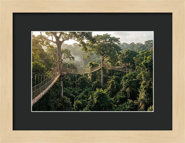 Kakum National Park Canopy Walkway