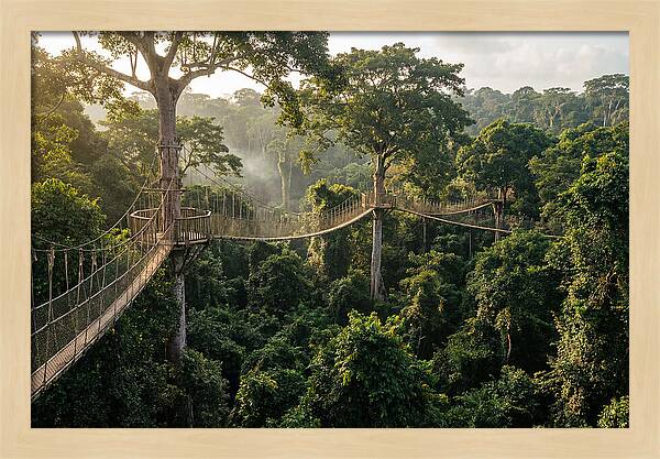 Kakum National Park Canopy Walkway