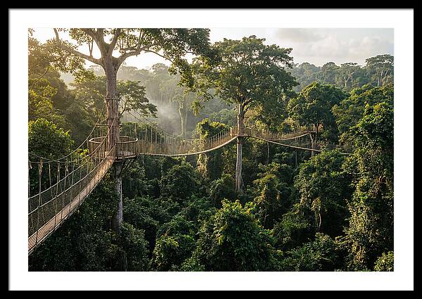 Kakum National Park Canopy Walkway