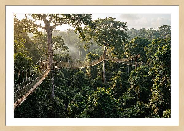 Kakum National Park Canopy Walkway