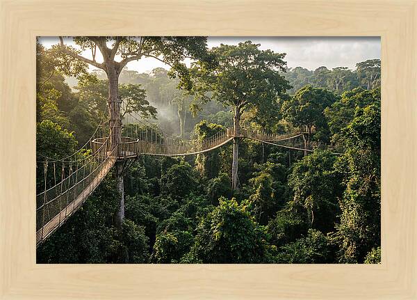 Kakum National Park Canopy Walkway