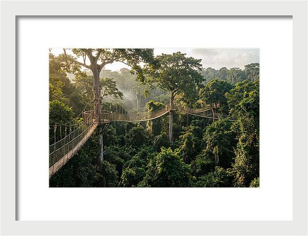 Kakum National Park Canopy Walkway