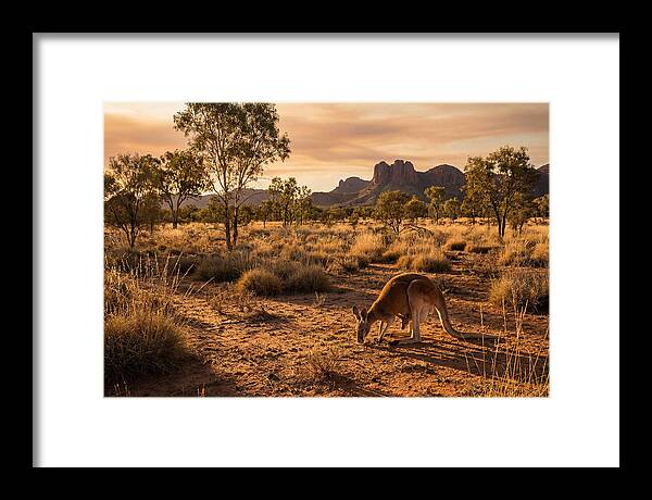 Kangaroo And Joey In Golden Light