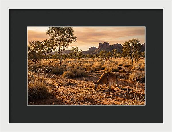 Kangaroo And Joey In Golden Light