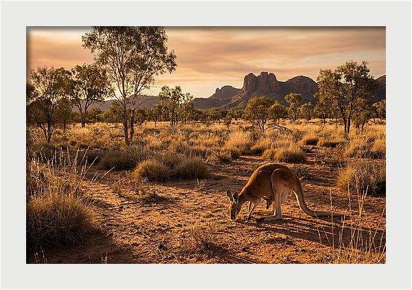 Kangaroo And Joey In Golden Light