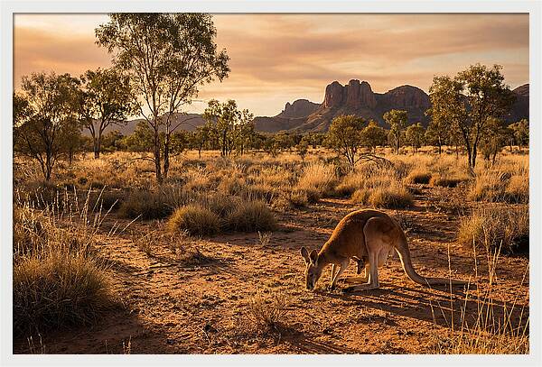 Kangaroo And Joey In Golden Light