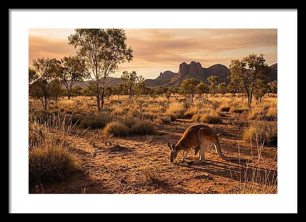 Kangaroo And Joey In Golden Light