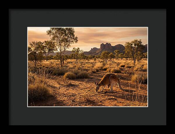Kangaroo And Joey In Golden Light
