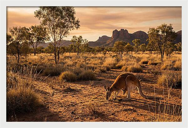 Kangaroo And Joey In Golden Light