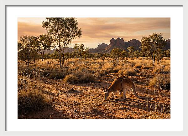 Kangaroo And Joey In Golden Light