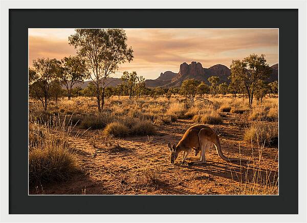 Kangaroo And Joey In Golden Light
