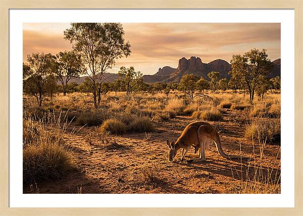 Kangaroo And Joey In Golden Light
