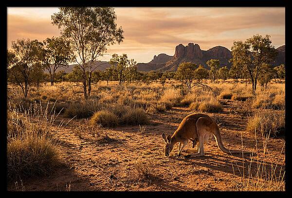 Kangaroo And Joey In Golden Light