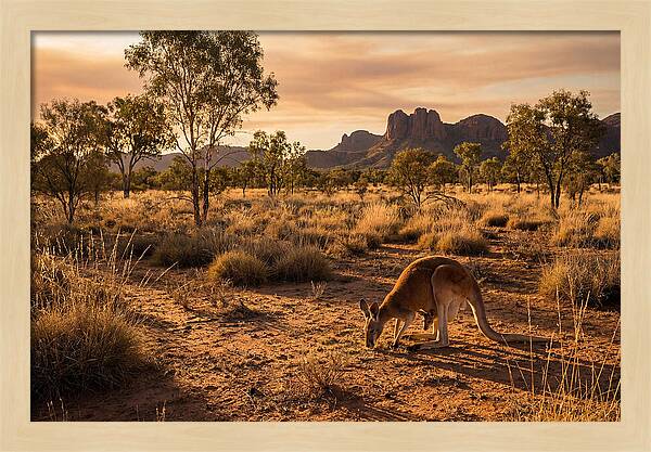 Kangaroo And Joey In Golden Light