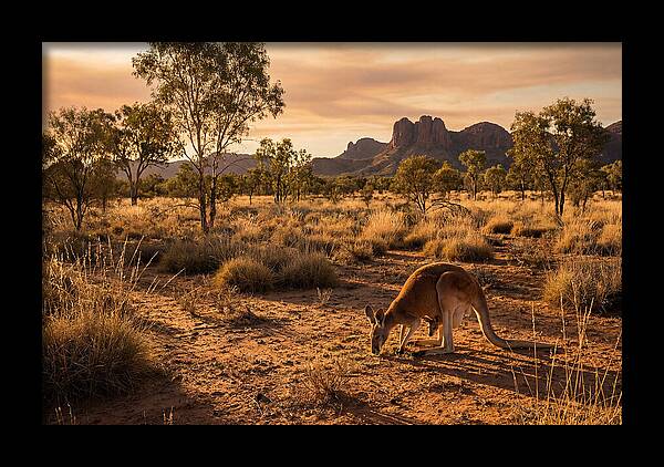 Kangaroo And Joey In Golden Light