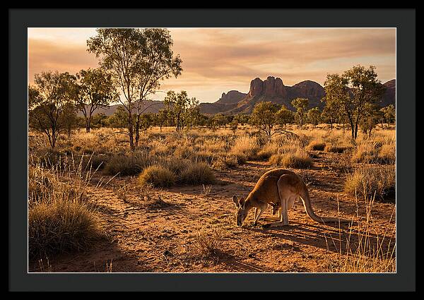 Kangaroo And Joey In Golden Light