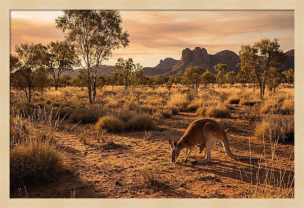 Kangaroo And Joey In Golden Light