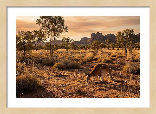 Kangaroo And Joey In Golden Light