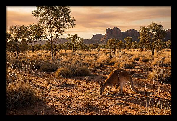 Kangaroo And Joey In Golden Light