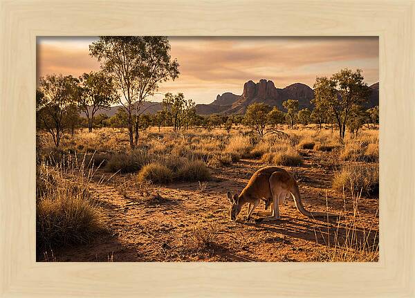 Kangaroo And Joey In Golden Light