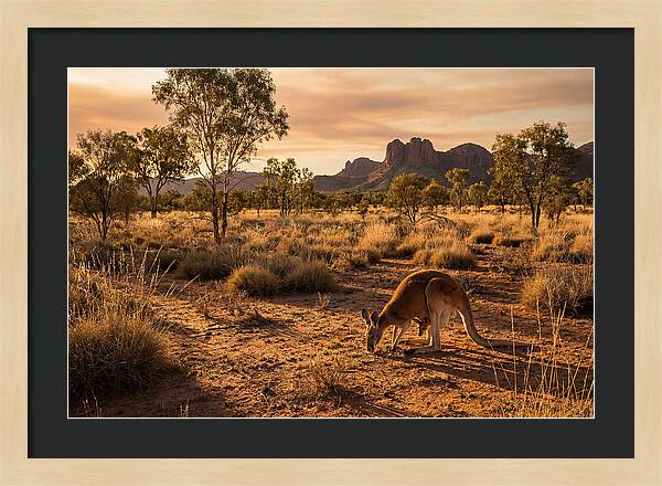 Kangaroo And Joey In Golden Light