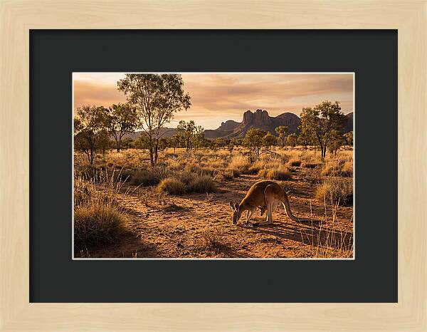 Kangaroo And Joey In Golden Light