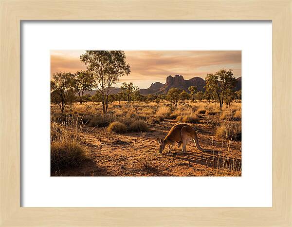 Kangaroo And Joey In Golden Light