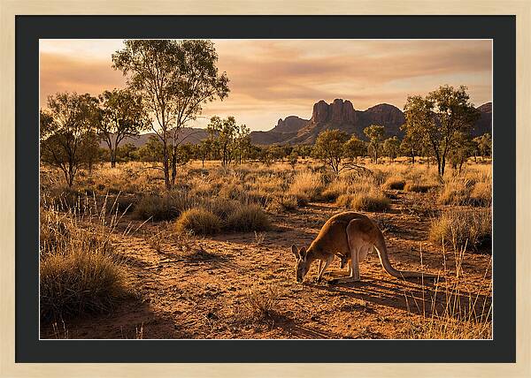 Kangaroo And Joey In Golden Light