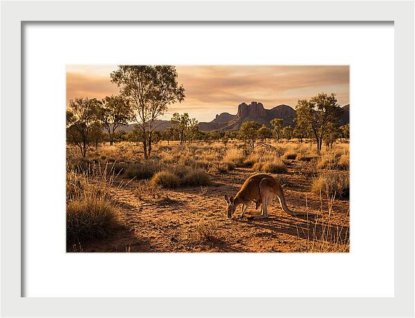 Kangaroo And Joey In Golden Light