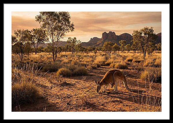 Kangaroo And Joey In Golden Light