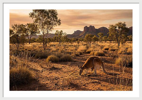 Kangaroo And Joey In Golden Light