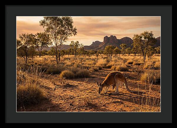 Kangaroo And Joey In Golden Light