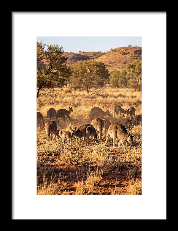 Kangaroo Family In Serenity