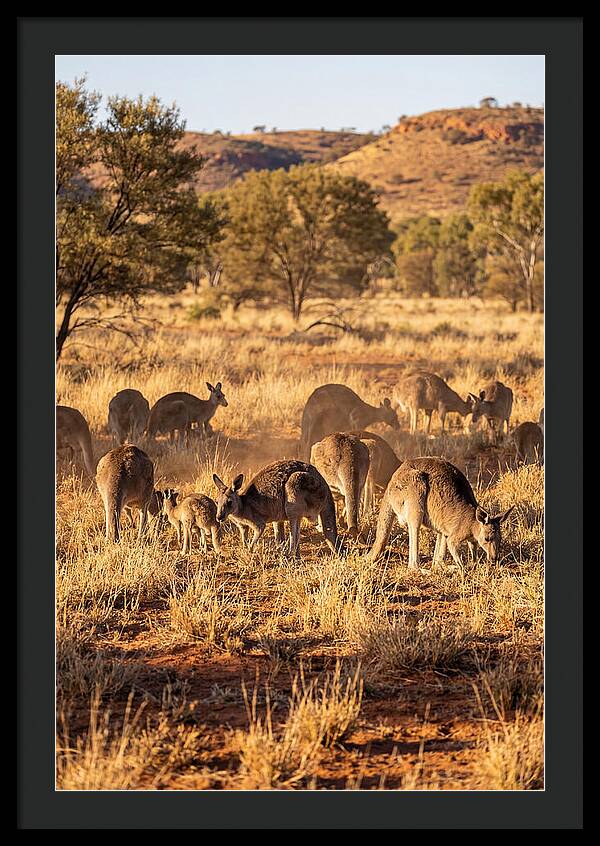 Kangaroo Family In Serenity