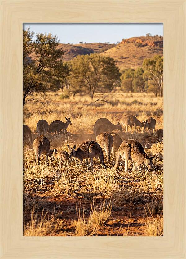 Kangaroo Family In Serenity