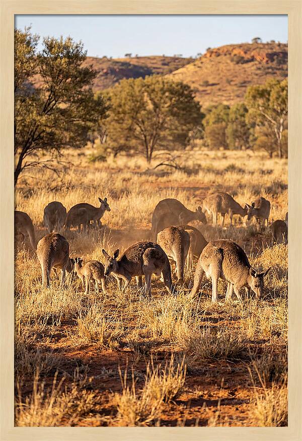 Kangaroo Family In Serenity