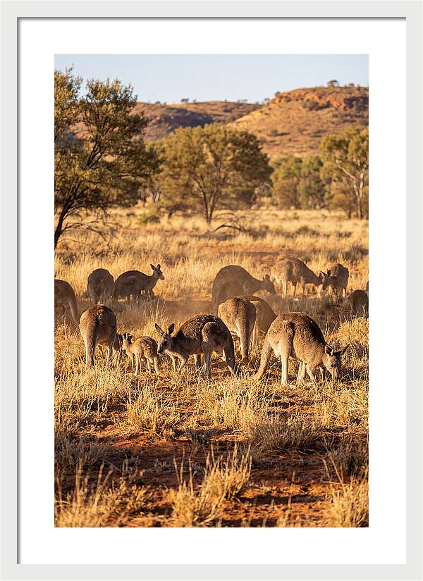 Kangaroo Family In Serenity