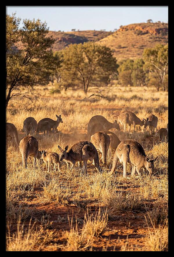 Kangaroo Family In Serenity
