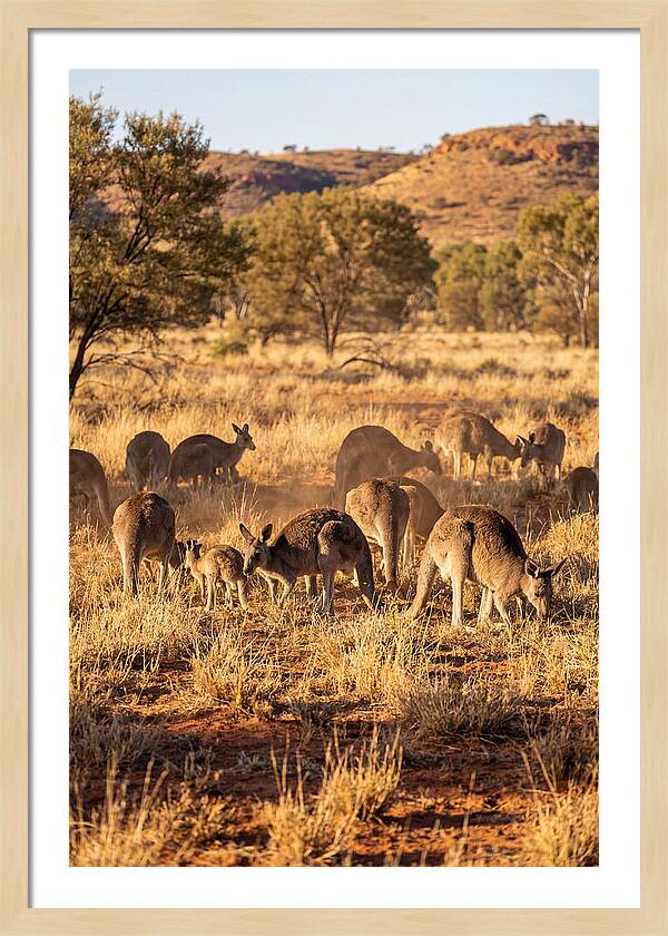 Kangaroo Family In Serenity