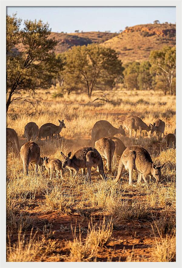 Kangaroo Family In Serenity