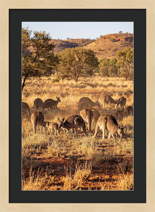 Kangaroo Family In Serenity
