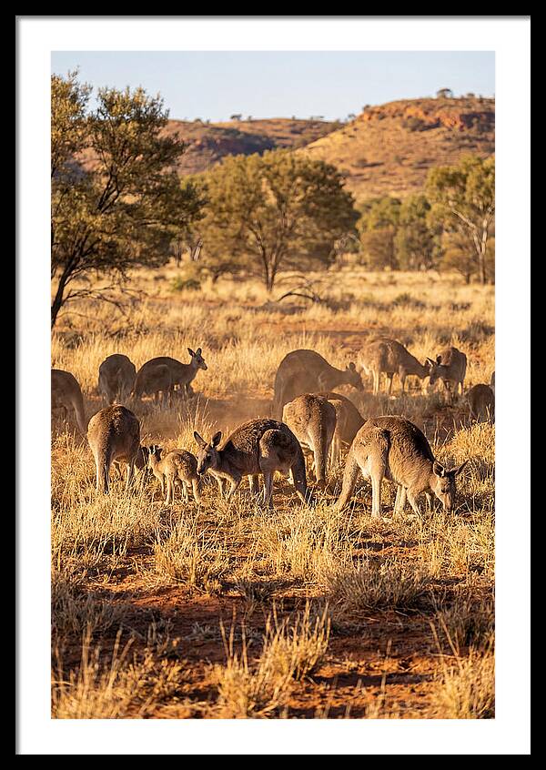 Kangaroo Family In Serenity