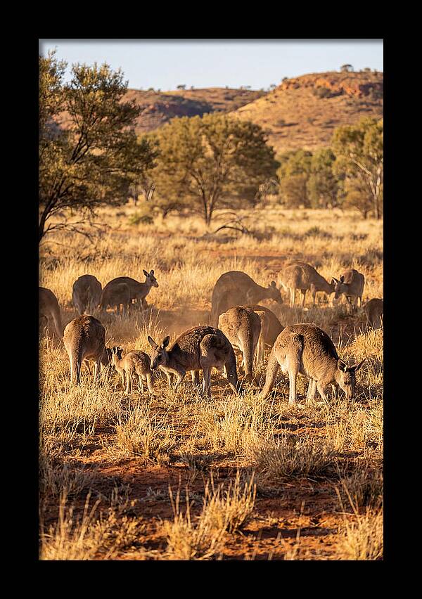 Kangaroo Family In Serenity