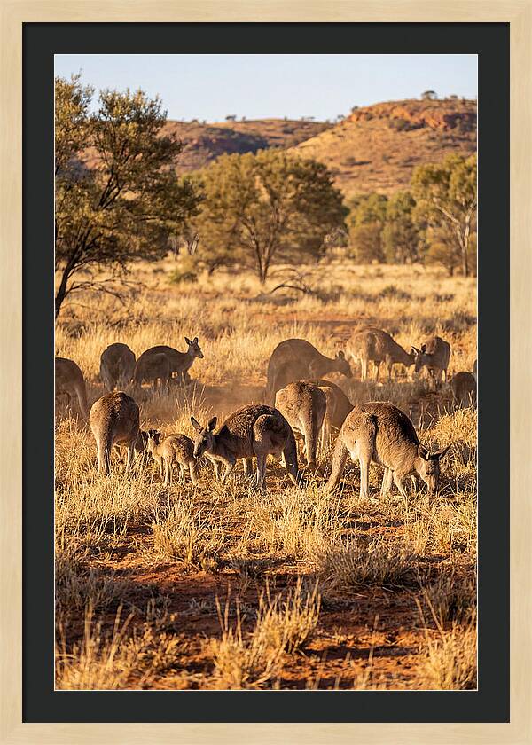 Kangaroo Family In Serenity