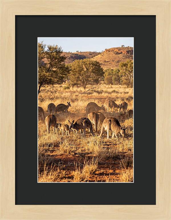 Kangaroo Family In Serenity
