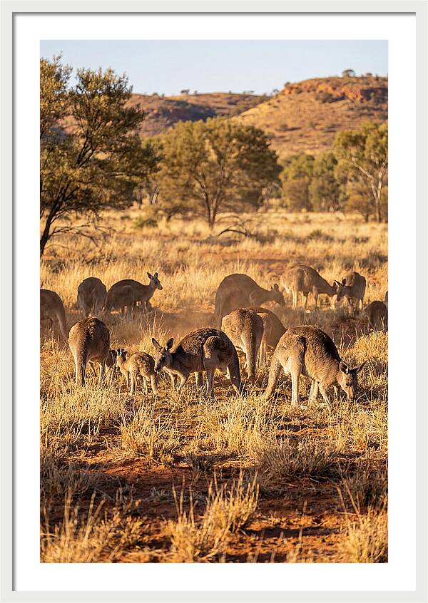 Kangaroo Family In Serenity