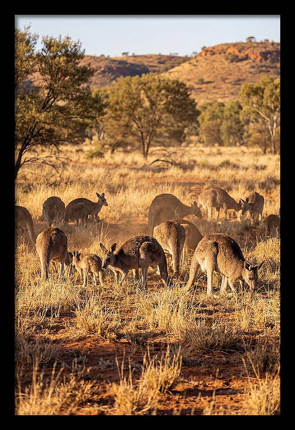 Kangaroo Family In Serenity