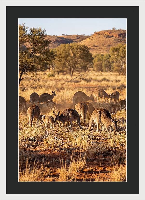Kangaroo Family In Serenity