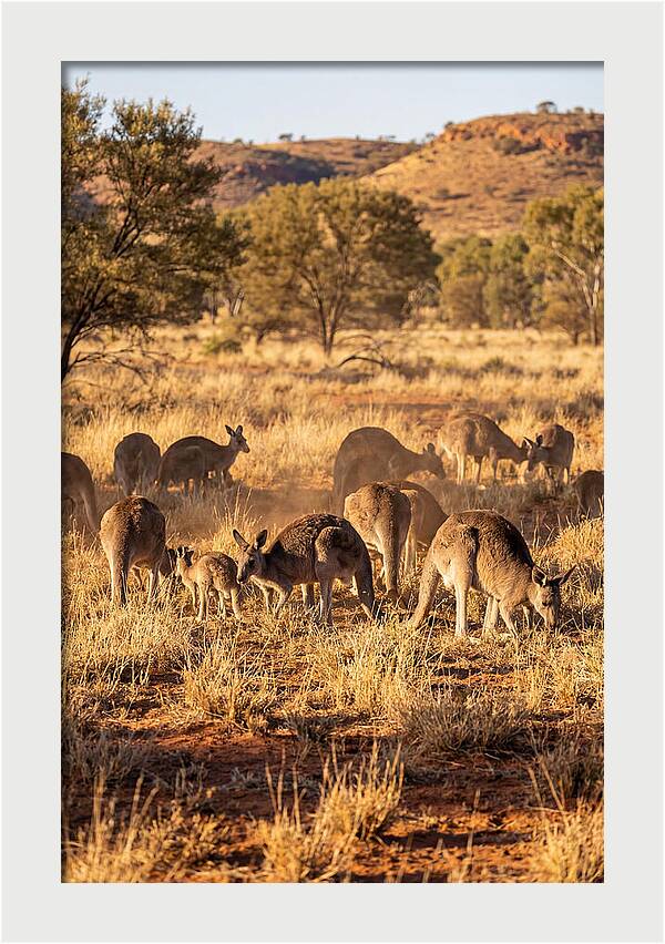Kangaroo Family In Serenity